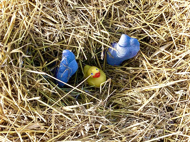 Coin coin moisson 2